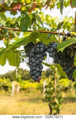 Close Up Of Berries And Leaves Of Grape-vine. Single Bunch Of Ripe Red Wine Grapes Hanging On A Vine