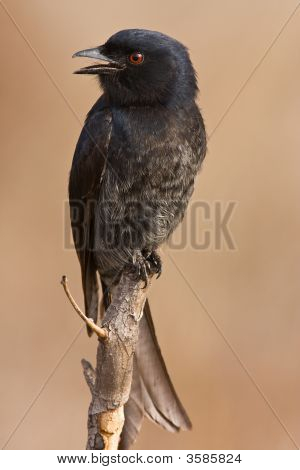 Drongo On Pirtch