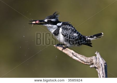 Pied Kingfisher With Catch