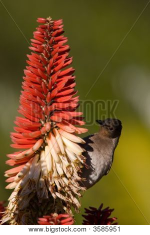 Black Eyed Terrestrial Brownbul