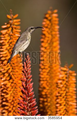 Female Amethyst Sunbird