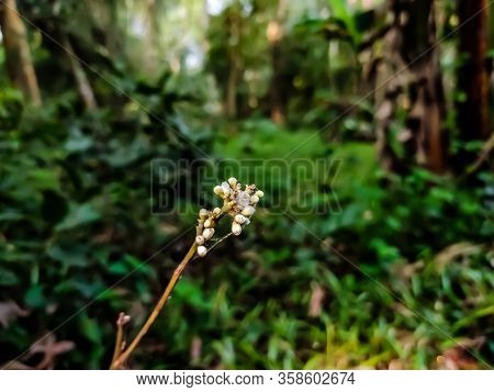 Glycosmis Is A Genus Of Flowering Plants In The Citrus Family, Rutaceae And Tride Clauseneae.