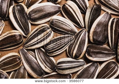 Sunflower Seeds.