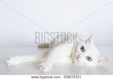 White Graceful Cat With Yellow Eyes And Outstretched Paws Lies On White Background. Adorable Domesti