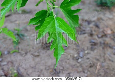 Green Leaf Of Mulberry Plant For Texture, Abstract Background Of Fresh Big Mulberry Leaves ,closeup 