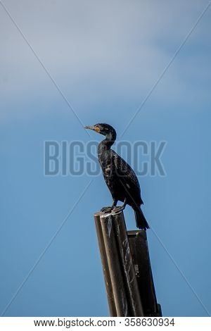 A Picture Of A Double-crested Cormorant Perching On The Stud.  Vancouver Bc Canada
