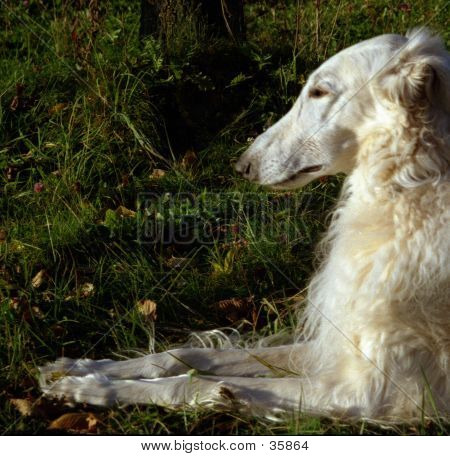 Russisk Ulvehund
