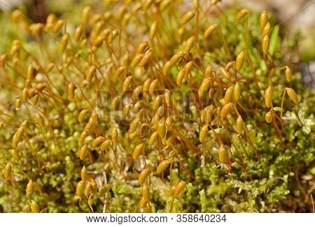 Thin Stems With Spores Of Moss.moss Grows In The Forest In Damp Places.