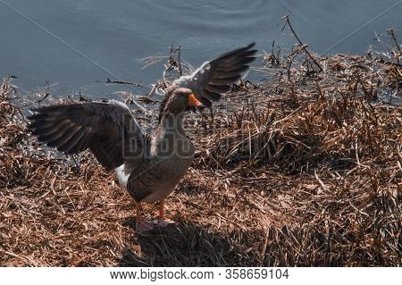 Wild Goose On The River Bank In The Reeds With Raised Wings. Angry Gray Goose Closeup. Geese Flock O