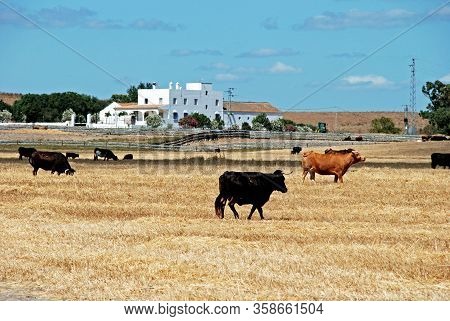 Bulls In Field With A Farmhouse (cortijo) To The Rear, Medina Sidonia, Cadiz Province; Andalucia, Sp