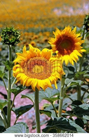 Sunflower Field, Medina Sidonia, Cadiz Province, Andalusia, Spain, Europe.