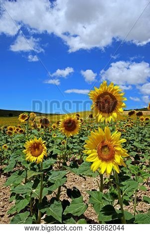 Sunflower Field, Medina Sidonia, Cadiz Province, Andalusia, Spain, Europe.