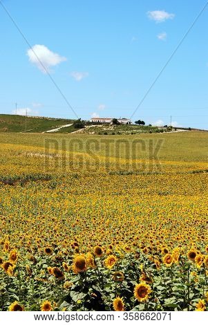 Sunflower Field With Farmhouse On The Hillside, Medina Sidonia, Cadiz Province, Andalusia, Spain, Eu