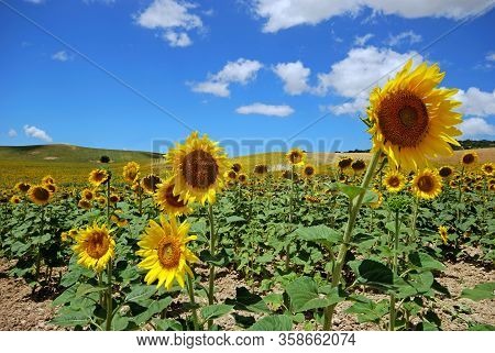 Sunflower Field, Medina Sidonia, Cadiz Province, Andalusia, Spain, Western Europe.