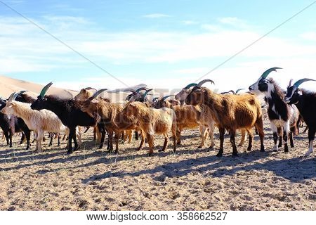 A herd of goats grazes on the border of the sandy desert. Mongol-Els, Western Mongolia.
