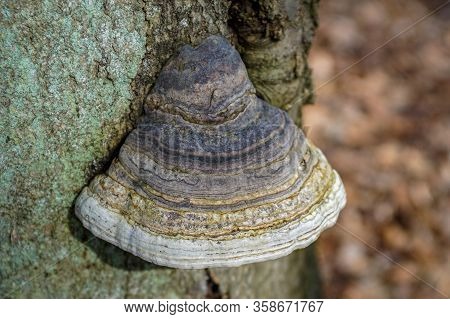 Close Up Of A Colourful Blue Tinder Fungus On A Moulding Tree Trunk