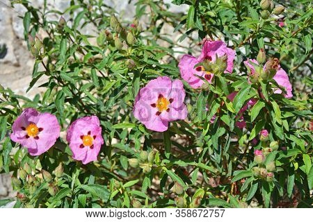 Rock Rose Cistus Incanus Flowers Growing In Nature.