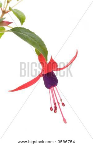 Fiore fucsia
