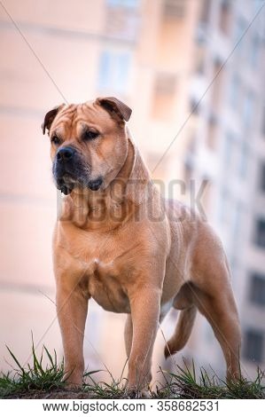 Portrait Of A Fawn Well-fed Dog Of Breed Cadebo Outdoors, Against The Background Of A Building Sleep