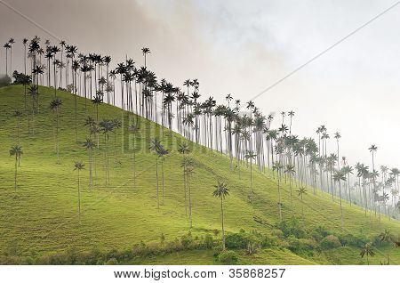 Óriás viasz pálmák a ködben