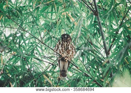 Bird (northern Boobook) In A Nature Wild