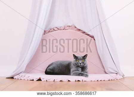 Funny noble cat lying under baldachin, portrait. British shorthair breed