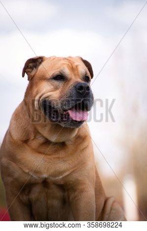 Portrait Of A Fawn Fed Dog Of Breed Cadebo Outdoors