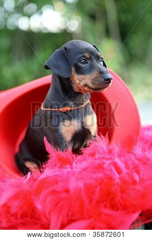 Den lille Pinscher hvalp