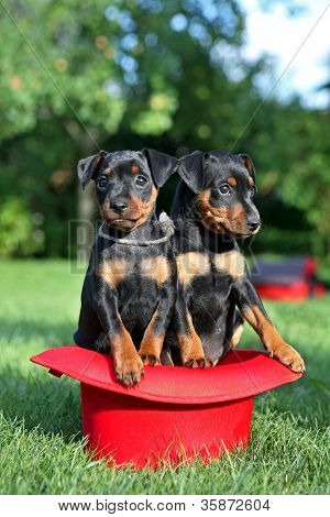 De Lille Pinscher-hvalpe