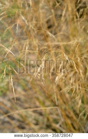 Dry Common Thatching Grass - Latin Name - Hyparrhenia Hirta
