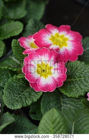 Pink And White English Primrose - Latin Name - Primula Polyanthus Hybrids
