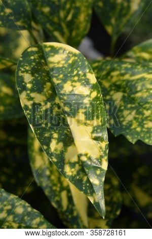 Variegated Japanese Laurel Crotonifolia - Latin Name - Aucuba Japonica Crotonifolia