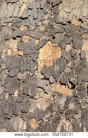 London Plane Bark - Latin Name - Platanus X Hispanica (platanus X Acerifolia)