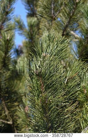 Bosnian Pine - Latin Name - Pinus Heldreichii Var. Leucodermis
