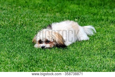 Shih Poo Puppy Lays Her Head In The Grass As She Realizes She Is In Trouble.  Her Head Is Down And H