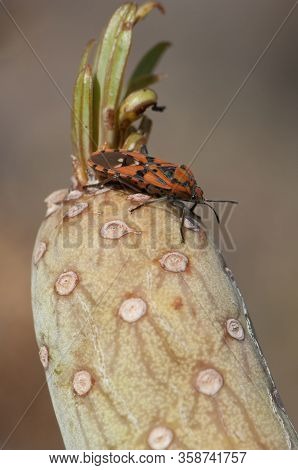 Seed Bug Spilostethus Pandurus On A Plant Senecio Kleinia. Timijiraque Protected Landscape. Valverde