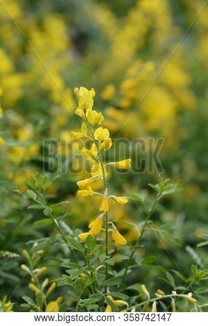 Easter Broom Flowers - Latin Name - Genista X Spachiana