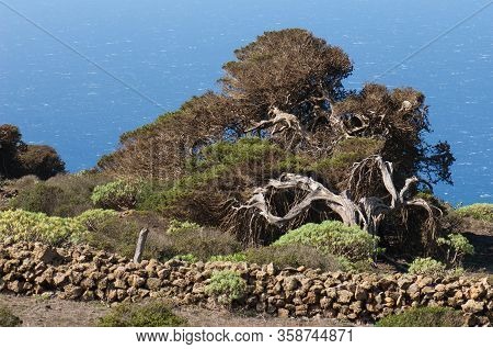 Junipers Juniperus Turbinata Canariensis Twisted By The Wind.