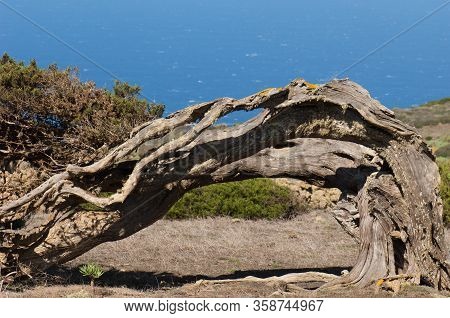 Juniper Juniperus Turbinata Canariensis Twisted By The Wind.