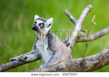 Lemur kata (Lemur catta)