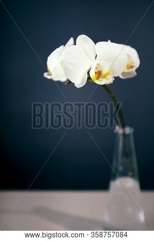 Branch Of A Blossoming White Orchid On Dark Blue Background