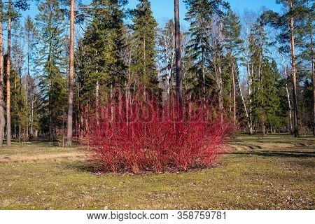 Red Derain In Spring In The Park. Derain Is A Shrub From The Cornel Family