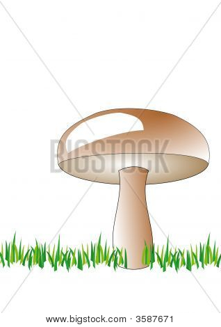 Pilz