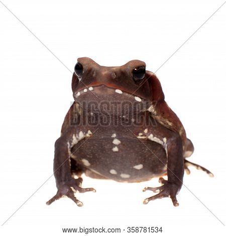 Amazing Smooth-sided Toad Isolated On White Background