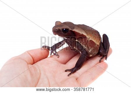 Amazing Smooth-sided Toad Isolated On White Background