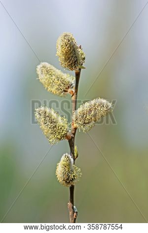 Branch Of Blooming Yellow Seals On A Sunny Day On A Natural Background, Vertical