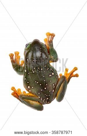 The Magnificent Tree Frog Or Splendid Tree Frog On White Background