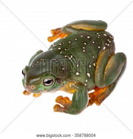 The Magnificent Tree Frog Or Splendid Tree Frog On White Background