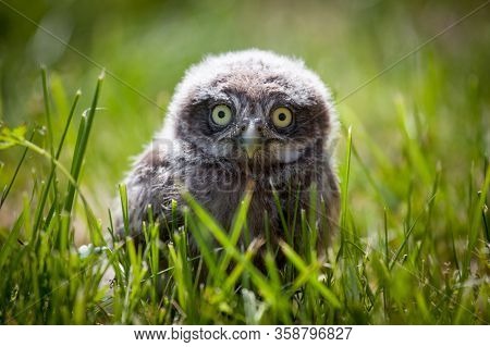 Little Owl Baby, 5 Weeks Old, On Grass