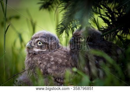 Little Owl Baby, 5 Weeks Old, On Grass